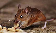 24 Hour & Emergency Exterminators in Hessville, IN